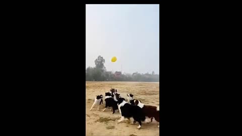 Funniest Animals 2023 - Funniest Cats and Dogs - Part 33/Happyy Pett