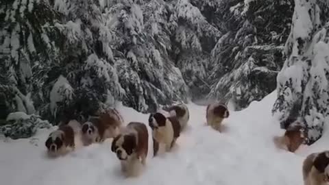 Dogs walking on the snow