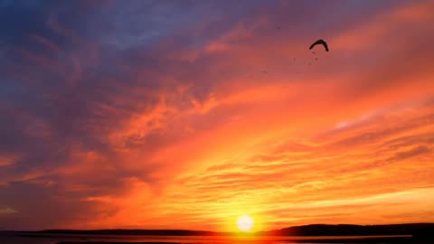 Beautiful Sunrise Video with birds - Early Morning Time Lapse