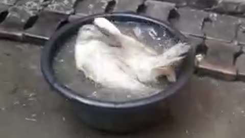 My duck bath in tub & enjoy😘😘😘😘😍😍