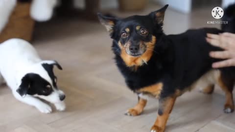 Cute puppy - Cute Dog and Cute Animals Video -Pet's world