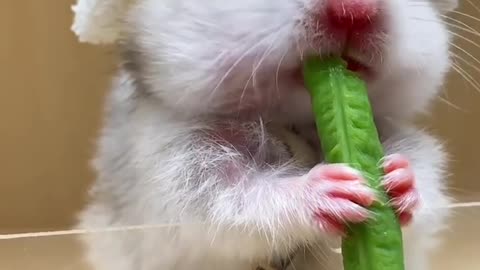 The little hamster eats cowpeas
