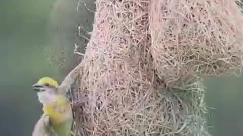 Bird making a nest