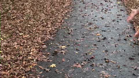 Lone Leaf Floats Around Like a Butterfly