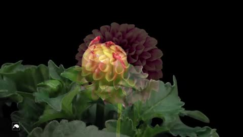 Blooming dahlia flowers time lapse