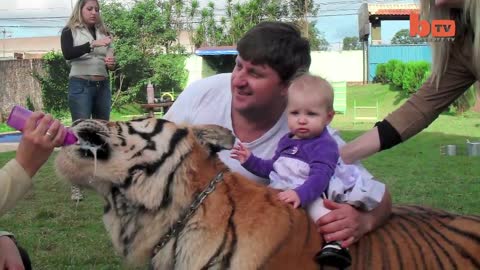 Living With Tigers: Family Share Home With Pet Tigers
