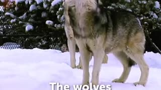 What Happened When A Pack Of Wolves Were Released In Yellowstone National Park