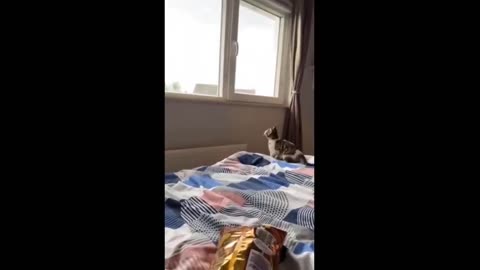 Funniest Cats And Dogs Videos 😁 - Best Funny Animal Videos 2024