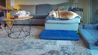 Bulldog hilariously falls off the couch