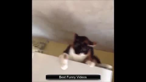 Funny Videos 2015 - Funny Cat Video 2015_Funny Cats_Funny Vines_Funny Animals_Funny Fails