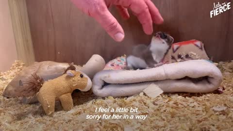 Tiny Baby Stoat Has The Best Reaction When She Meets Someone Like Her