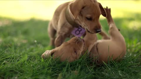 cute puppy video | cute and funny animals video | very cute | cuteanimals09