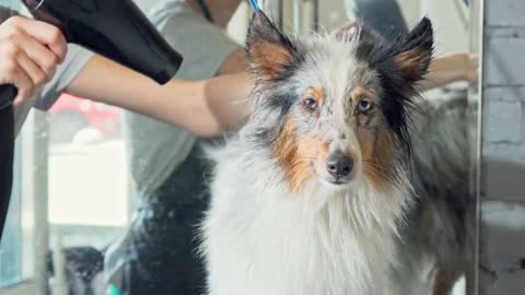 Cute Sheltie puppy getting its fur dried after washing by a professional groomer
