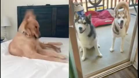 Funny dogs have dancing 🎶 competition