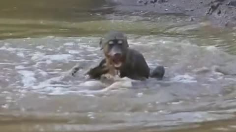 Funny monkey fight with crocodile 🐊