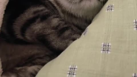 Sleeping Pussycat