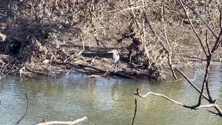 Spotted a Great Blue Heron on the bank of Humber River