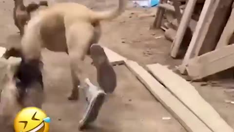 Funny 😁 moment of animals