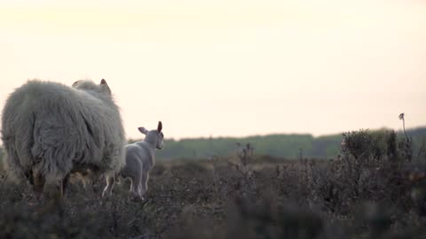 Adorable Lambs in the Sheep Farm