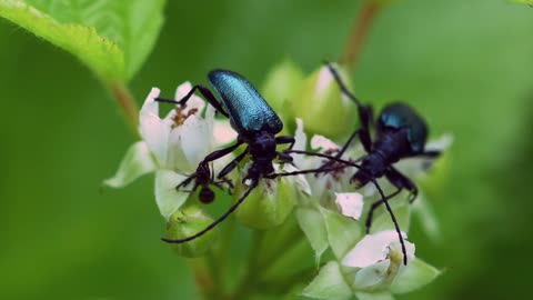 Stunning Macro Nature Video of Insects