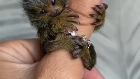 AWN... A pretty finger Monkey ❤