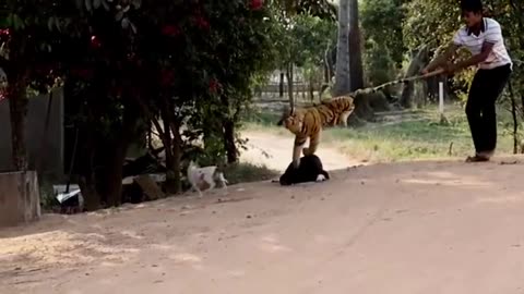 Troll Prank Dog Funny & Fake Lion and Fake Tiger Prank