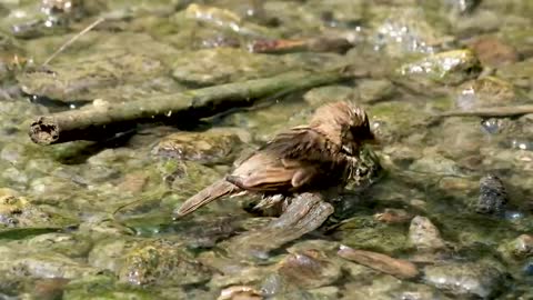 Sparrow Takes A Bath