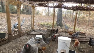 Chickens gobble up the Abominable Loaded Baked Potato.