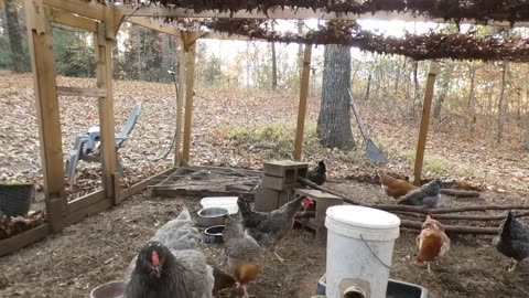 Chickens gobble up the Abominable Loaded Baked Potato.