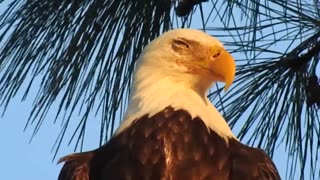 Bald Eagle Sleeping Standing Up!