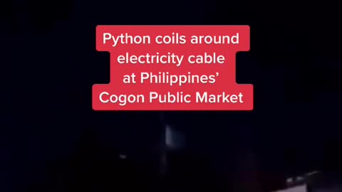 Python coils around electricity cable at Philippines' Cogon Public Market
