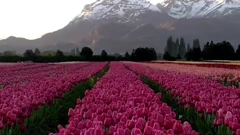 Beautiful sea of flowers