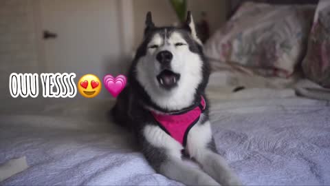 Asking Husky Funny question