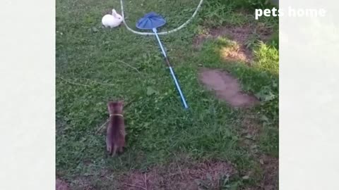 Funny cute animals - Have a great time