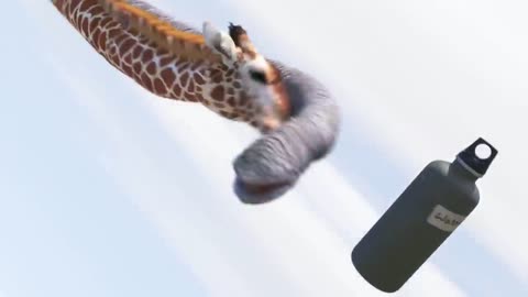 Giraffe and elephant fight for water bottle