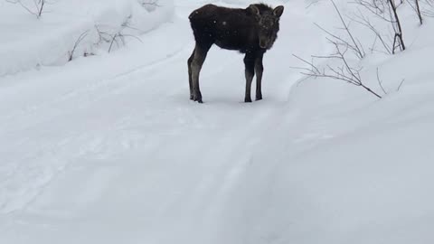 Moose Calf Encountered on Trail