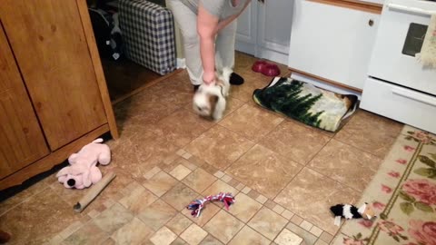 Rosie The Shihtzu Welcomes Dad Home