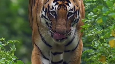 Animal World Tiger