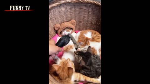 Funny cats videos ever 😹 funny cute cats 😻 Cat fun