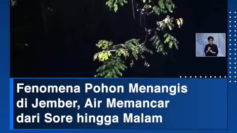 The phenomenon of trees crying in Jember, water gushing from afternoon till night