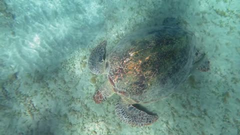 Scientists Uncover Secret Foraging Havens of the World’s Largest Turtles