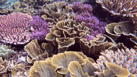 Diving Raja Ampat - West Papua