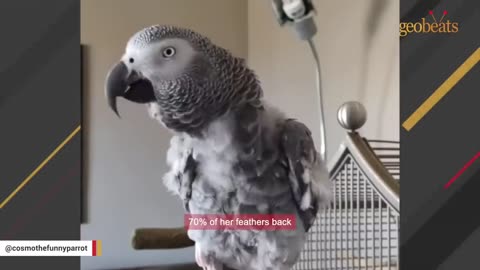 This bird talking like human is scary good