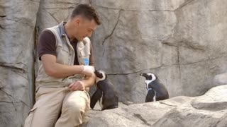 African penguins bond with San Diego Zoo staff