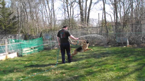 German Shepherd hilariously entertained by water hose