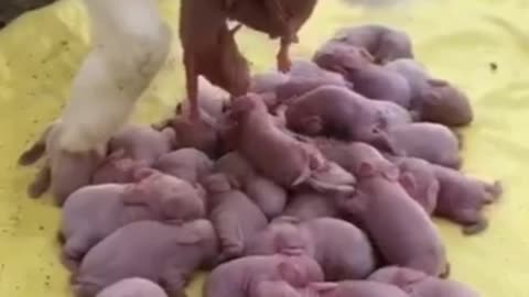 Pig giving birth//