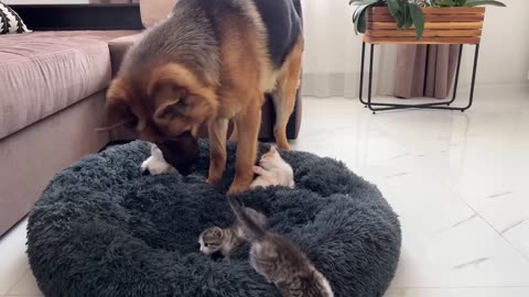 German Shepherd Shocked by Tiny Kittens occupying dog bed!