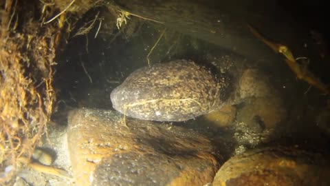 Male Japanese giant salamander (Andrias japonicus) protecting its nest from another male, Japan