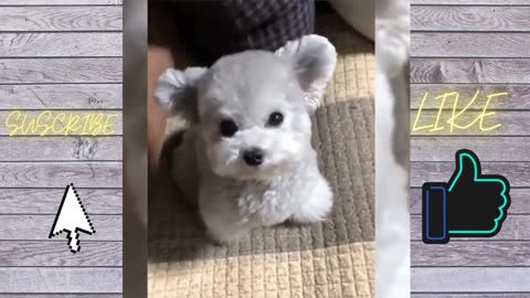 cute puppies part 3