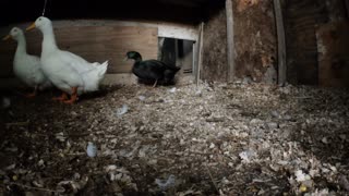 The Drake Ducks Try out the Old Chicken Coop